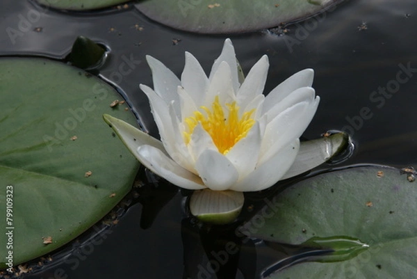 Obraz White water lily