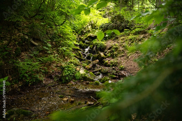 Obraz Beautiful mountain landscape in early spring. Old forest.
