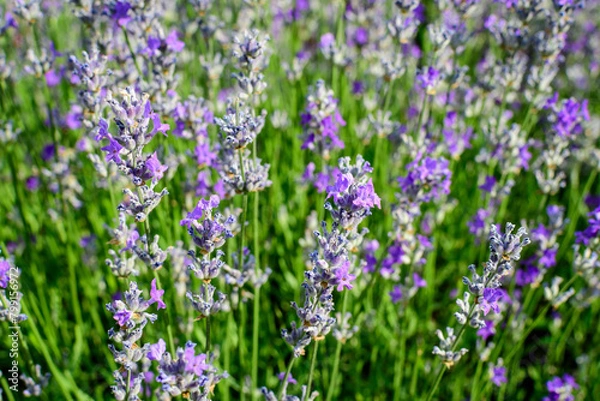 Fototapeta Many small blue lavender flowers in a garden in a sunny summer day photographed with selective focus, beautiful outdoor floral background.