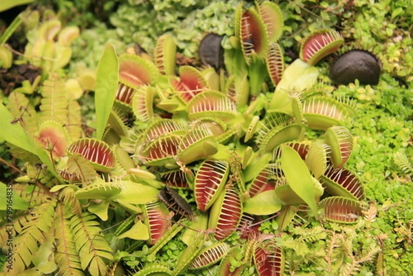 Fototapeta Venus flytrap