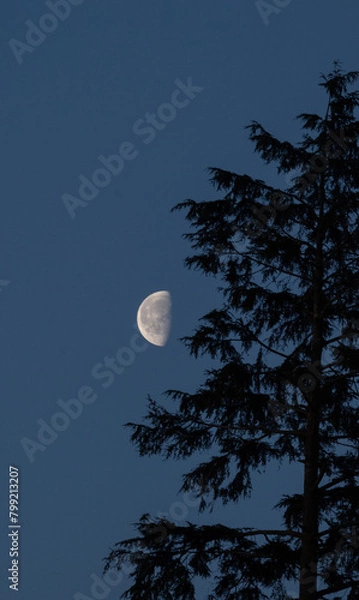 Obraz Moon Creations 7