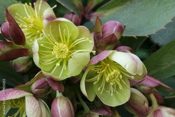Obraz Helleborus