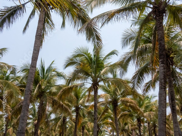 Fototapeta palm tree