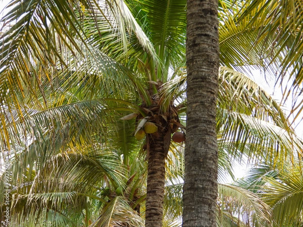 Fototapeta palm tree