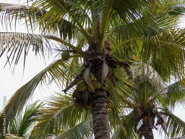 Fototapeta palm tree