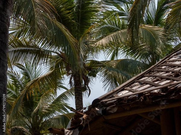 Fototapeta palm tree