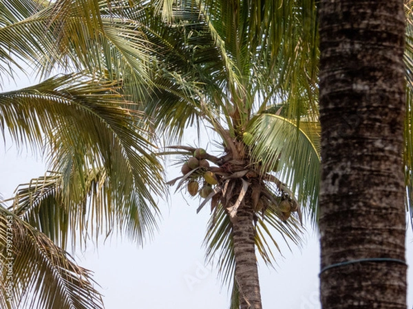 Fototapeta palm tree