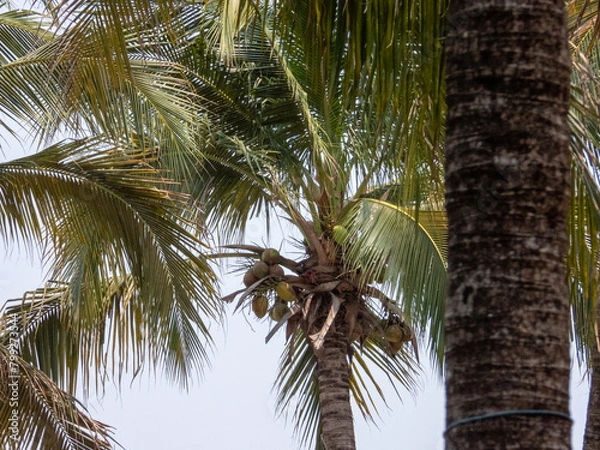 Fototapeta palm tree