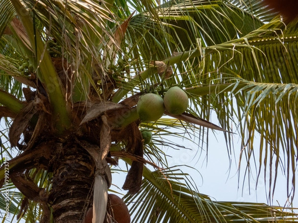 Fototapeta palm tree
