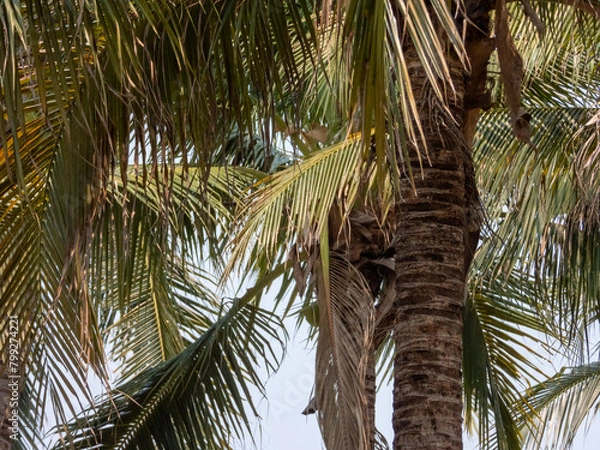 Fototapeta palm tree