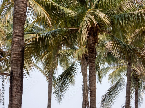 Fototapeta palm tree