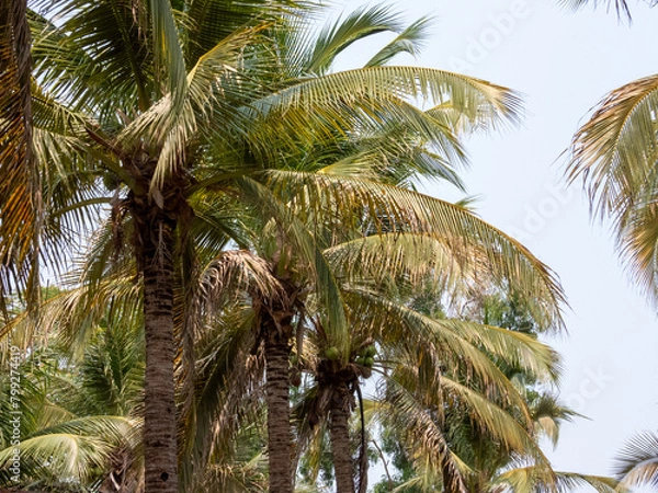 Fototapeta palm tree