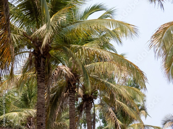 Fototapeta palm tree