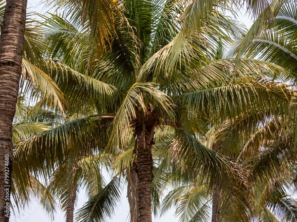 Fototapeta palm tree