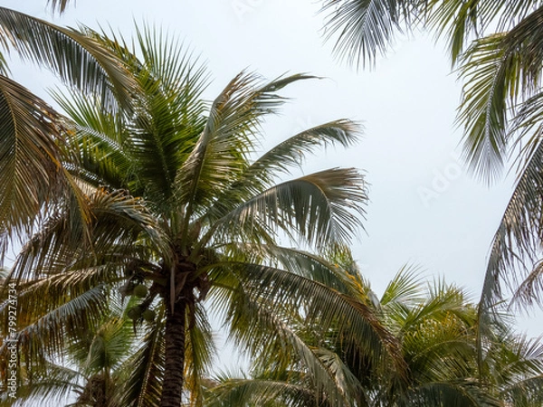 Fototapeta palm tree