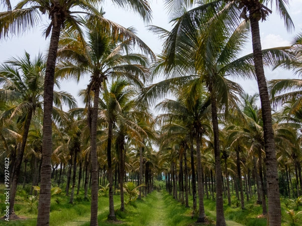 Fototapeta palm tree