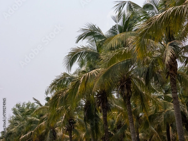 Fototapeta palm tree