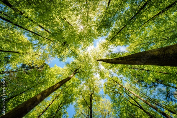 Fototapeta a view up into the trees direction sky - sustainability picture - stock photo - sunstar