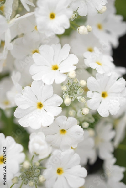 Fototapeta 桜草　６月の花嫁をイメージ