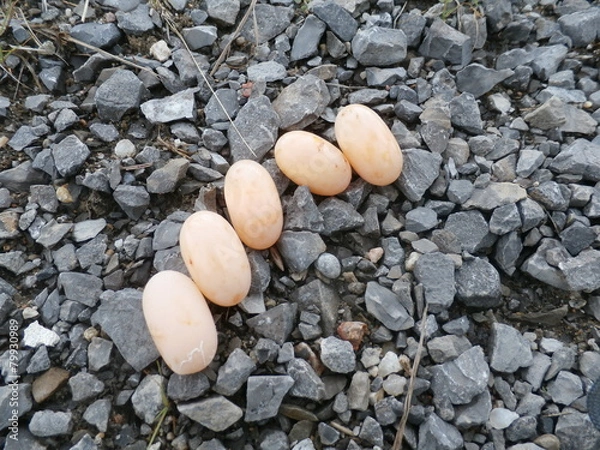 Obraz Painted Turtle Eggs