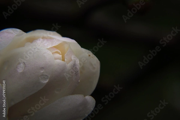Obraz Closed bud of a white flower with drops of dew on a dark background.