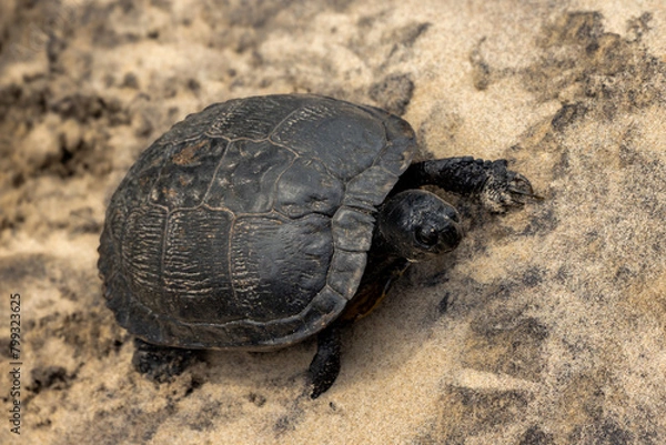 Obraz turtle on the sand