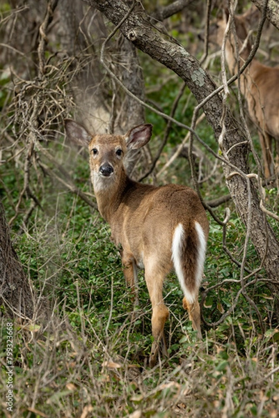 Obraz deer in the woods