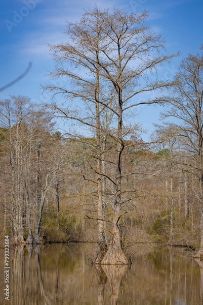 Obraz tree in the water