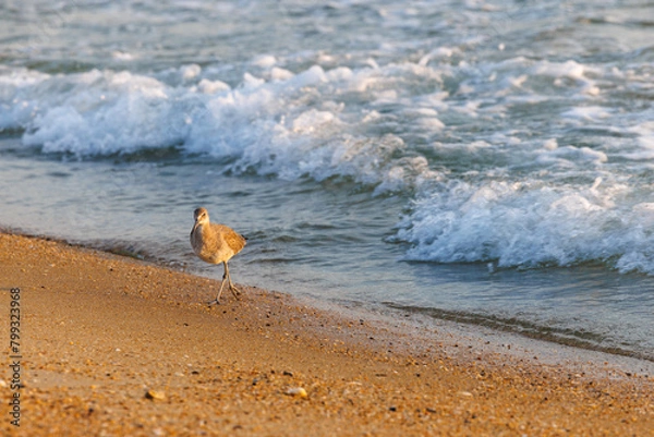 Obraz beach and sea sand piper seagul