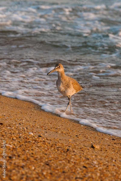 Obraz sand piper on the beach