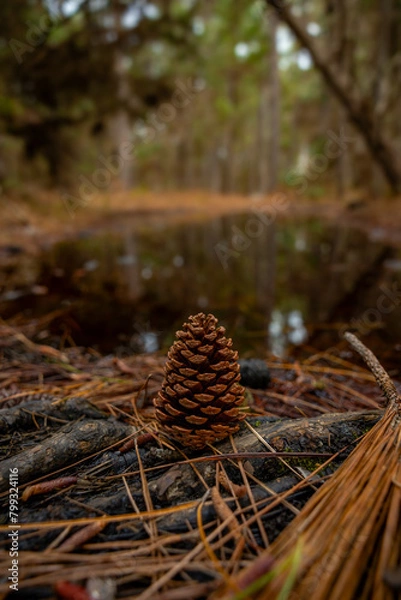 Obraz pine cone in the forest