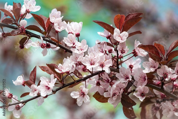 Obraz Beautiful pink flowers of purple leafed plum Prunus cerasus Cerasifera Pissardii Tree in spring. Prunus tree blossom. Ornamental tree in the city park.