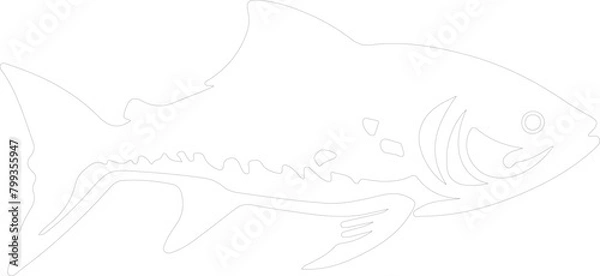 Obraz tarpon outline