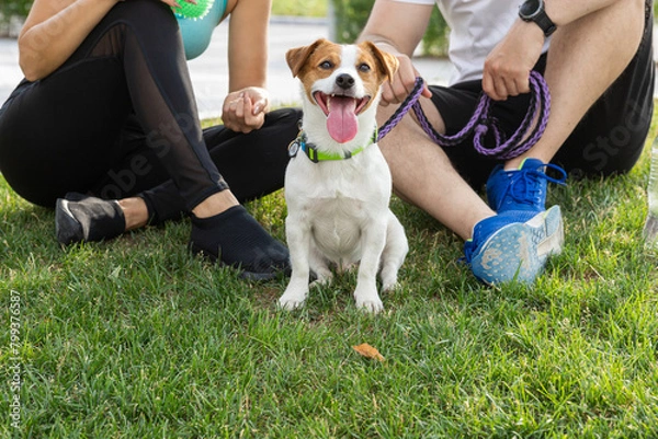 Fototapeta A Jack Russell Terrier dog on a walk in a summer park sits on a leash near its owners. A guy and a girl have rest outdoors in nature with their pet. The selective focus mode no face. Looks at the