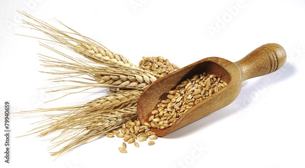 Obraz spighe di grano