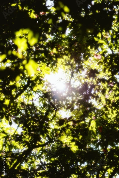 Obraz sun shining through the trees