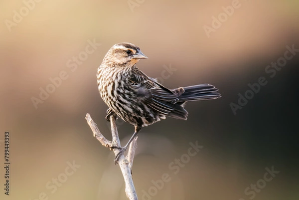 Fototapeta Small red-winged black bird perched on tree branch.