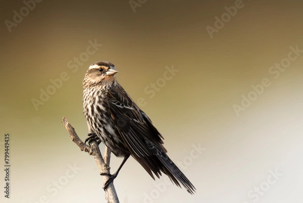 Fototapeta Small red-winged black bird perched on tree branch.