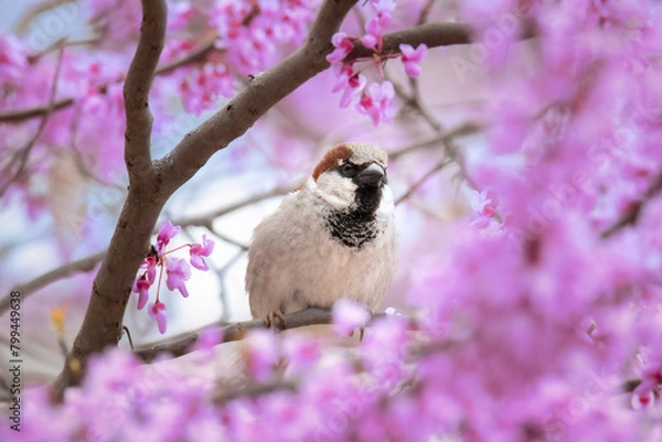 Fototapeta Small bird in colorful purple tree