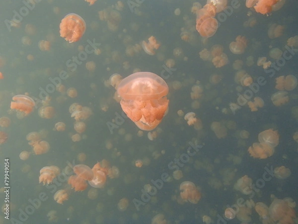 Obraz ジェリーフィッシュレイク