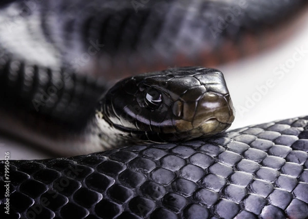 Obraz red bellied black snake