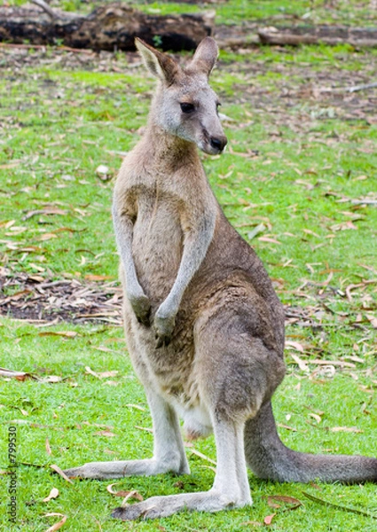 Obraz red kangaroo