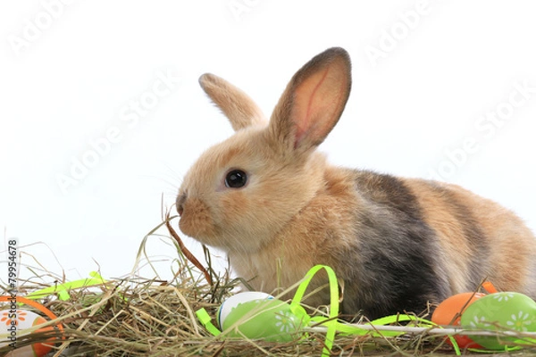 Fototapeta bunny rabbit