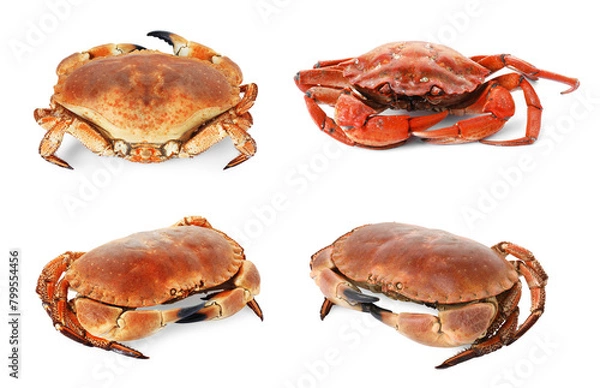 Fototapeta Fresh cooked crab isolated on white, set
