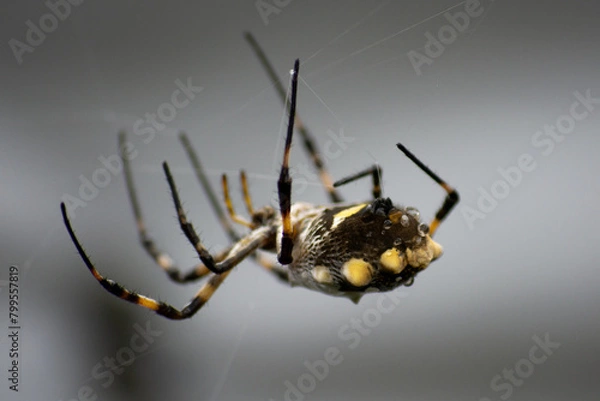 Obraz spider on the web