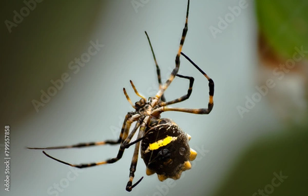 Fototapeta spider on the web