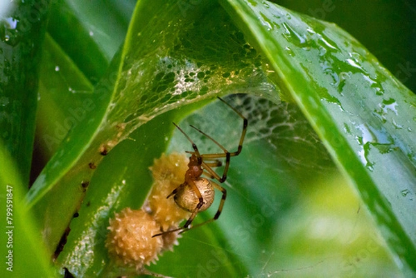 Fototapeta latrodectus on the rain