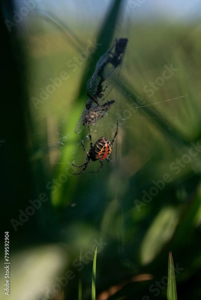 Fototapeta spider on the web