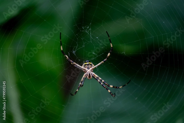 Fototapeta spider on the web