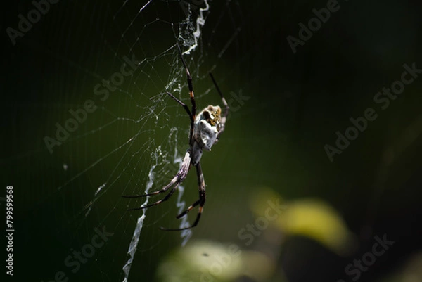 Fototapeta spider on web